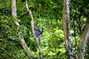 Male gibbon on branch
