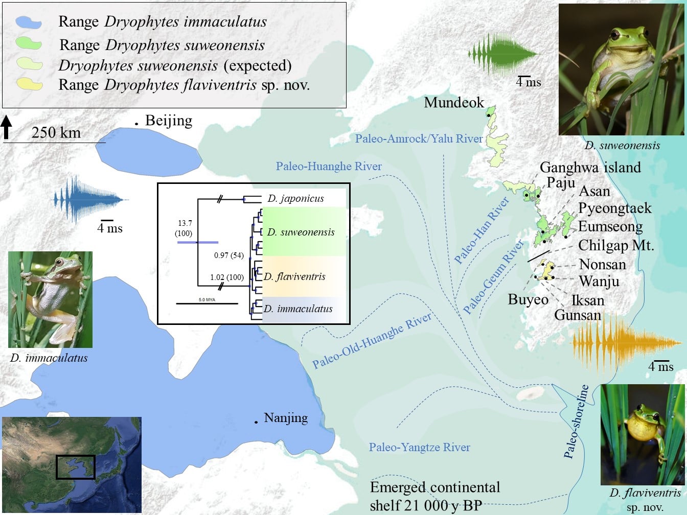 D flaviventris graphical abstract