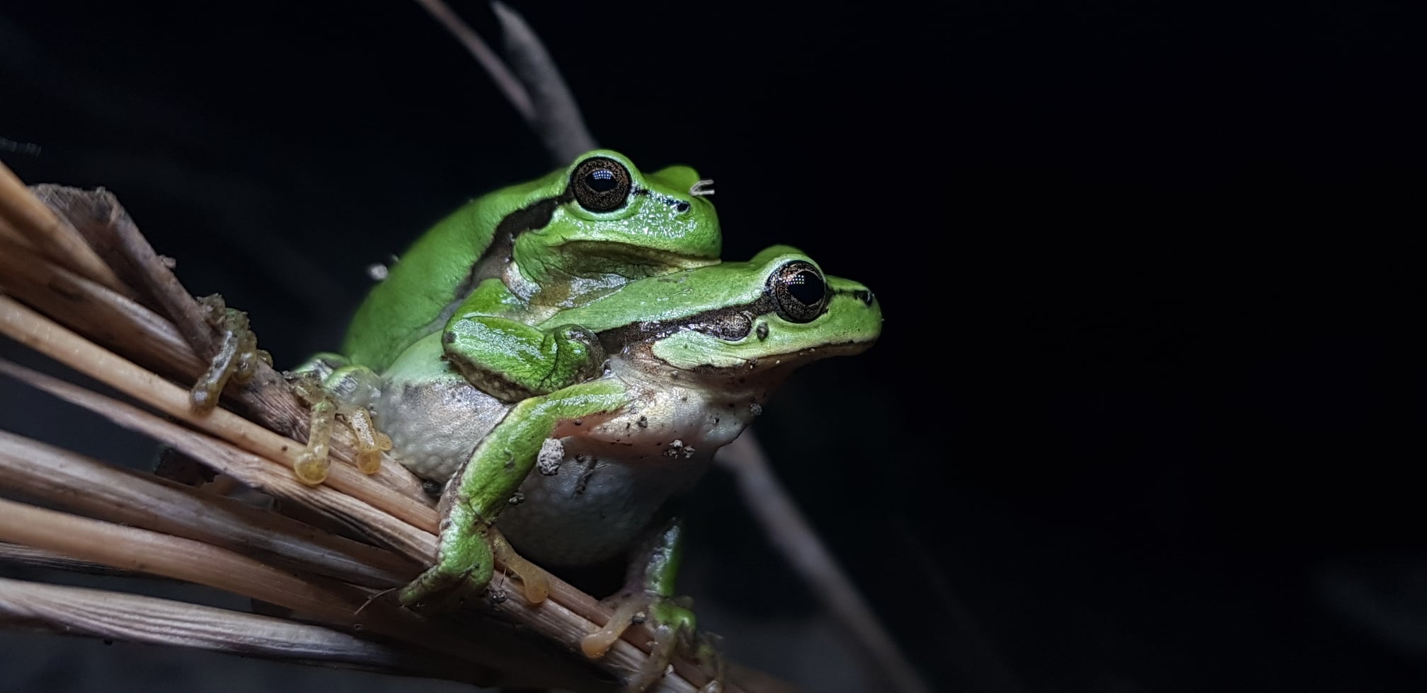 D flaviventris holotype