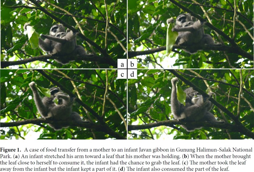 Gibbon behavioural ecology