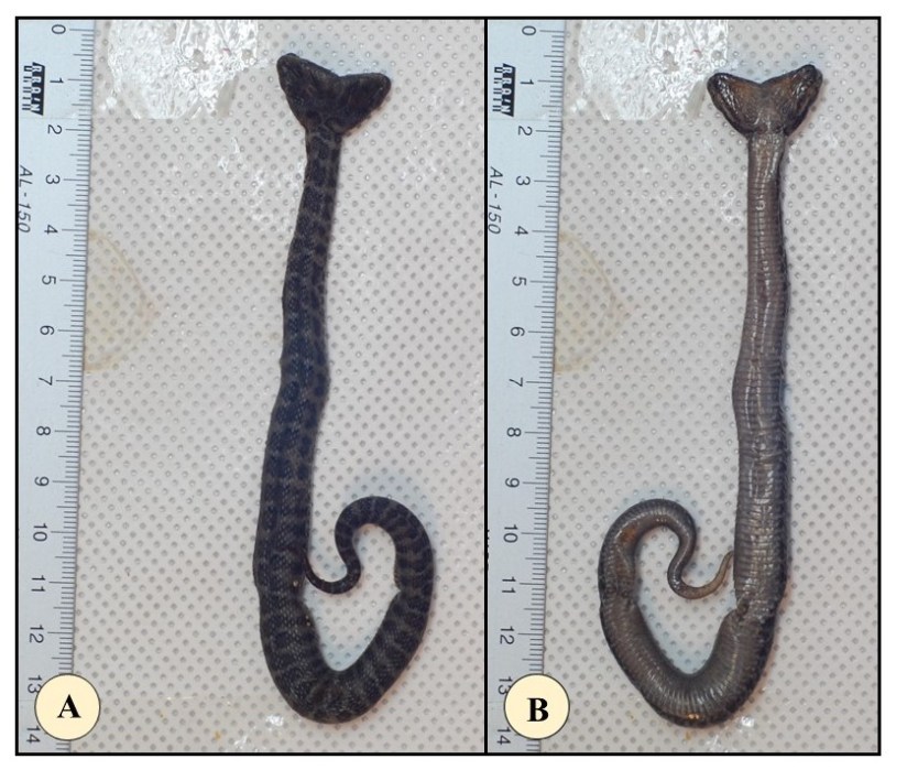 Gloydius dicephalism note figure