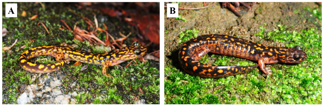 angsan clawed salamander
